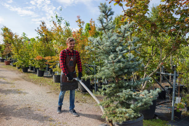 Professional Tree Removal and Landscaping Services in Richton Park, IL